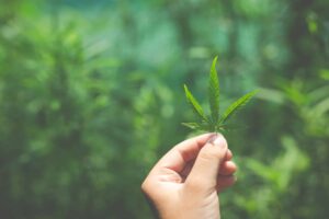 Intro Guide To CBD for 2021