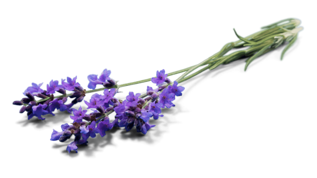Lavender -