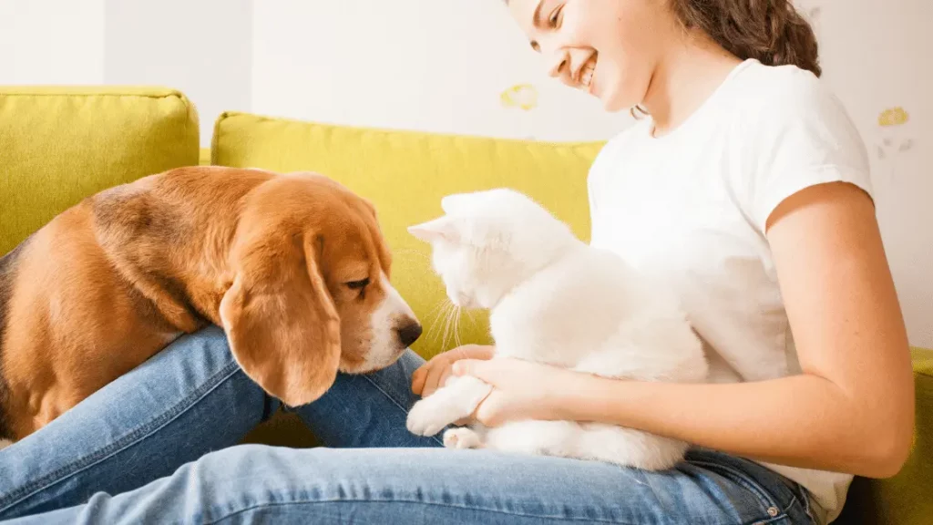 Reduce Anxiety by playing with animals -