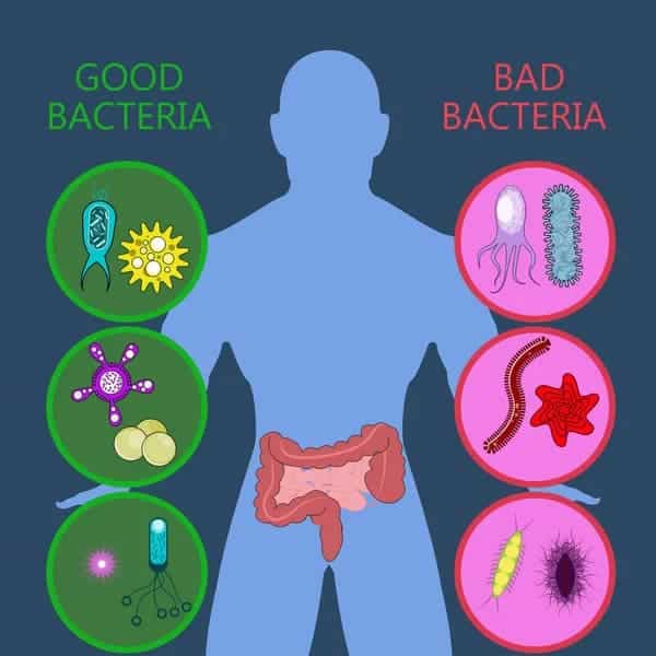 medical infographic intestinal flora gut 1 -