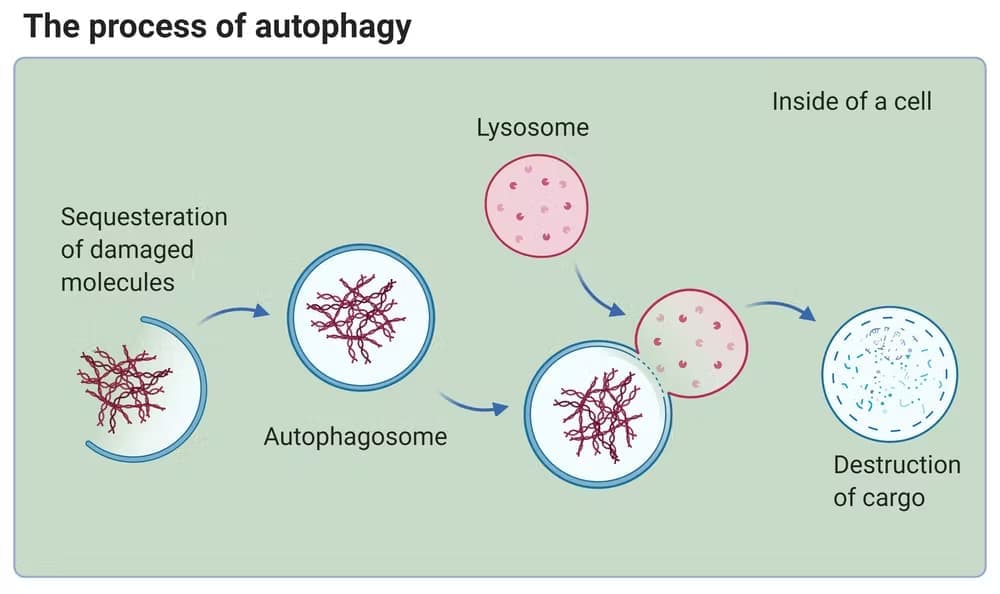 The Process of Autophagy