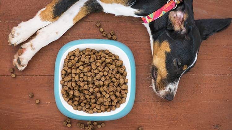 Combine CBD oil into your dogs food or treats -