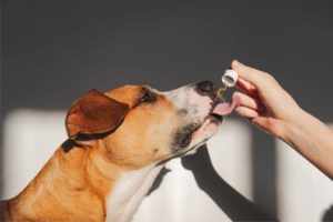CBD oil for dogs with arthritis