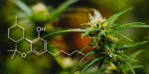 HHC vs THC and Why HHC is More Beneficial