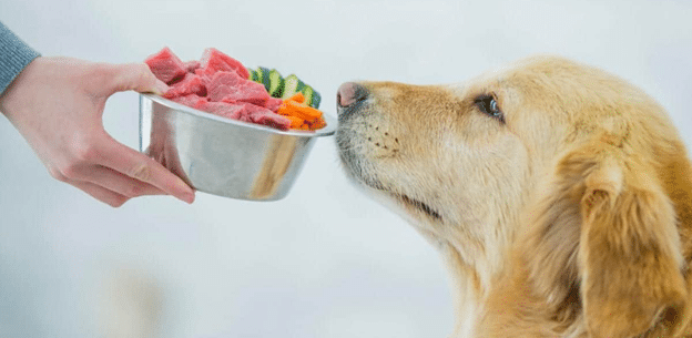 Labrador dog smelling cbd treats