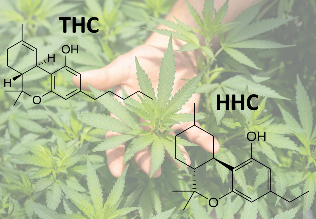 THC vs HCC