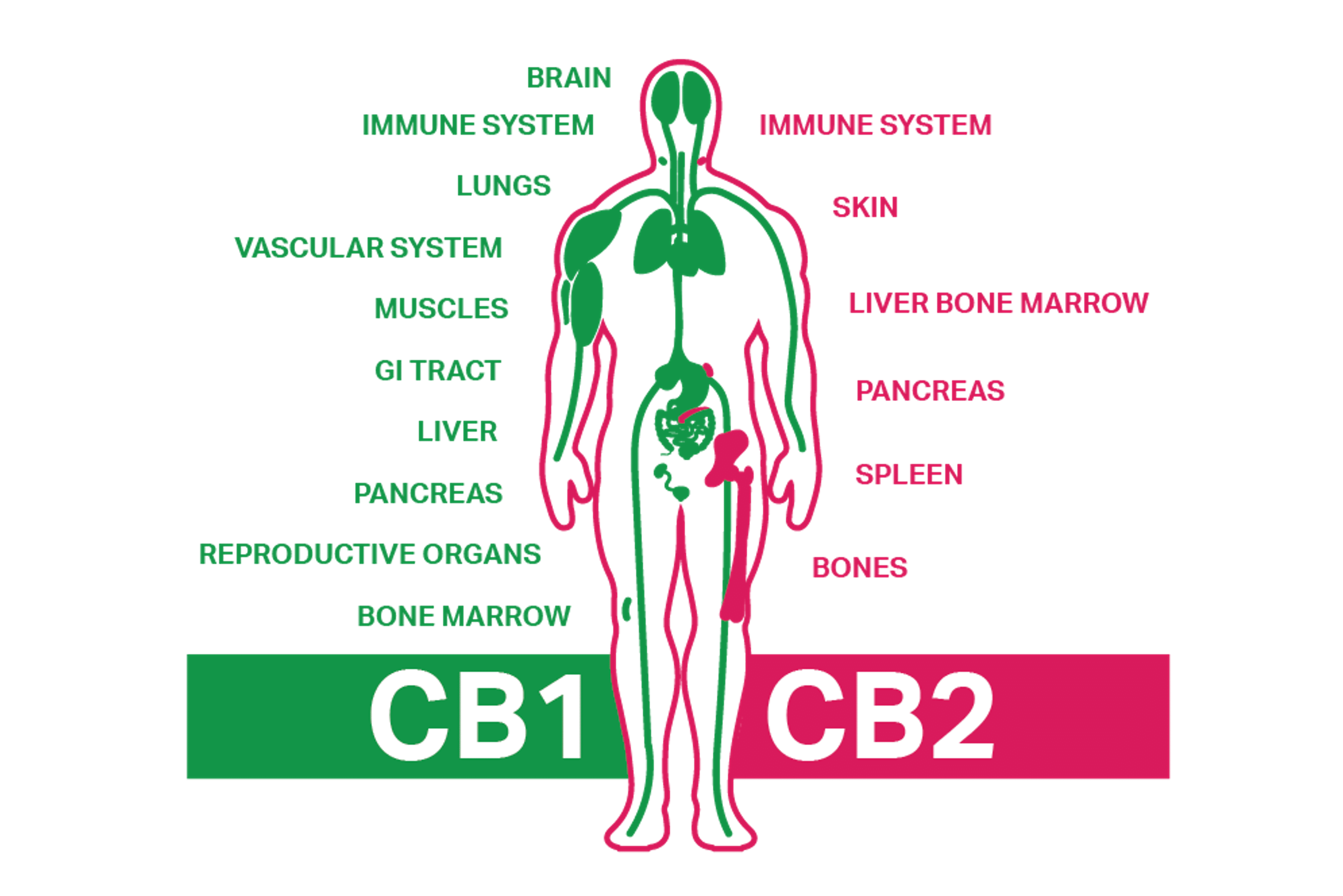 CBD and the Endocannabinoid System Bodily Impact