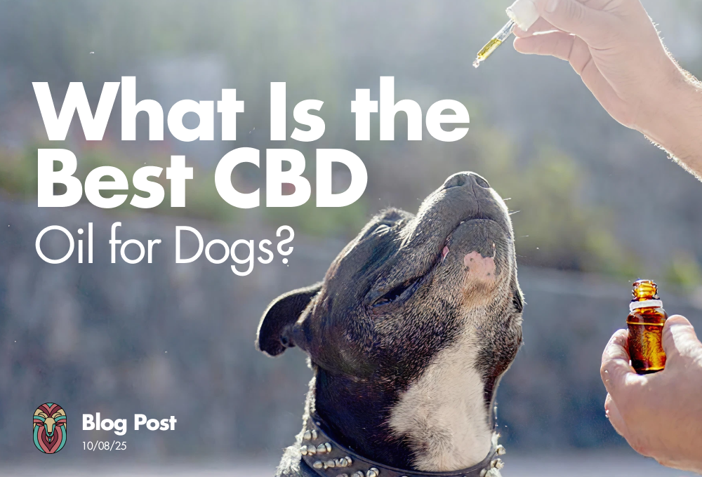 What Is the Best CBD Oil for Dogs, Read the Blog Now!